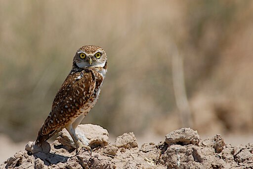 Rare owls thrive in ghost town near Los Angeles airport