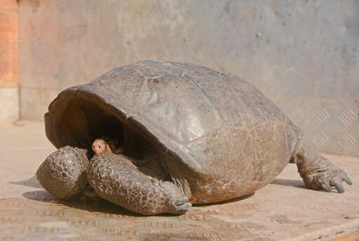 Tortoise feared extinct found on remote Galapagos island