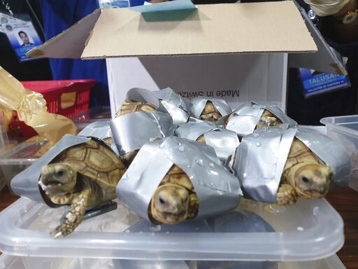 Over 1,500 turtles found inside luggage in Philippines