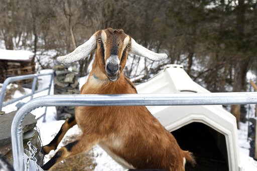 A nanny state? Vermont town elects goat as honorary mayor