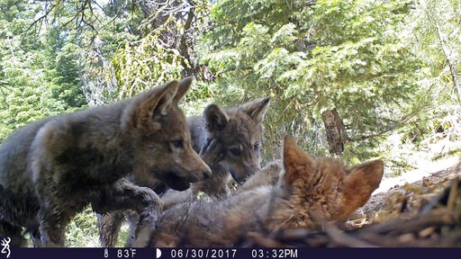 Wolves prove resilient, but proposal could curtail expansion