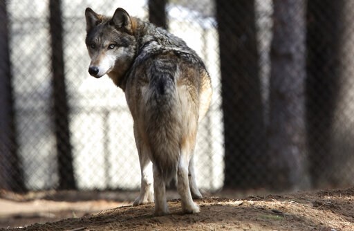(Dave Kettering/Telegraph Herald via AP, File). In this April 11, 2018 file photo, a gray wolf stands at the Osborne Nature Wildlife Center south of Elkader, Iowa. U.S. wildlife officials plan to lift protections for gray wolves across the Lower 48 sta... (Dave Kettering/Telegraph Herald via AP, File). In this April 11, 2018 file photo, a gray wolf stands at the Osborne Nature Wildlife Center south of Elkader, Iowa. U.S. wildlife officials plan to lift protections for gray wolves across the Lower 48 sta...