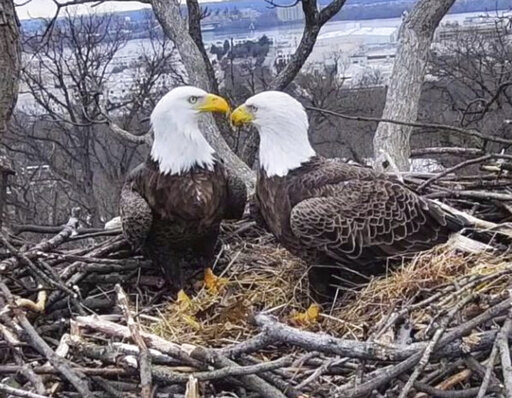 Where eagles flirt: A DC tale of love, loss and raccoons