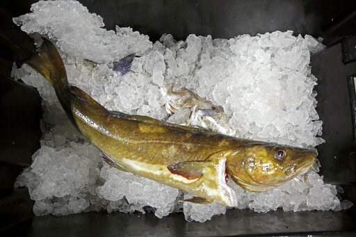 Cod fishery plummets to least valuable year since 1960s