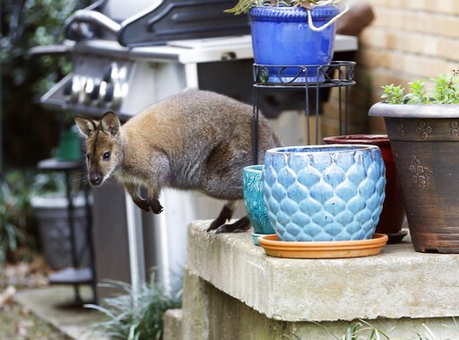 Escaped wallaby goes on walkabout in Dallas neighborhood