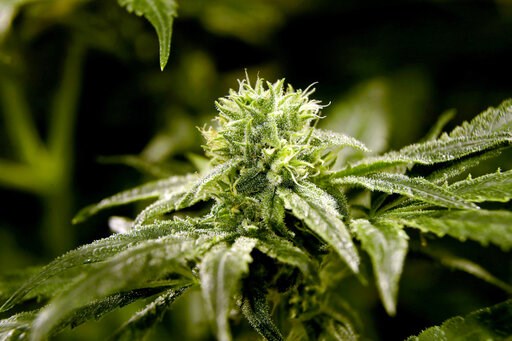 Corporate America embraces 420 as pot legalization grows
