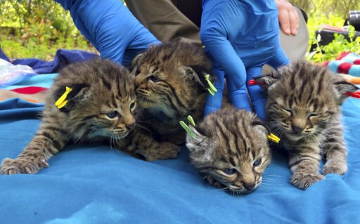 Bobcat survives deadly California wildfire, has 4 kittens