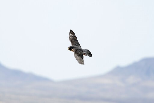 Biologist study finds mercury in predator peregrine falcons