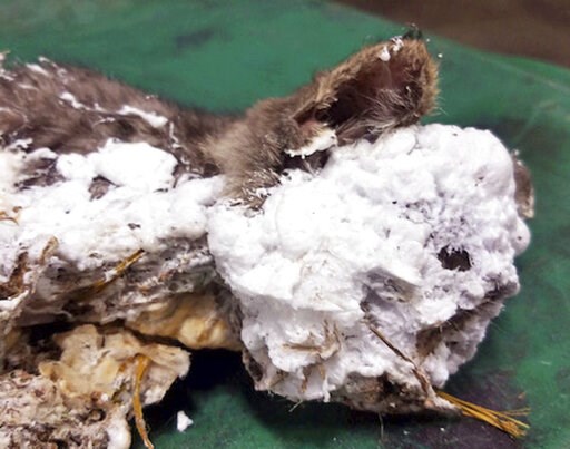 Spray foam-encased kitten rescued by Oregon garbage worker