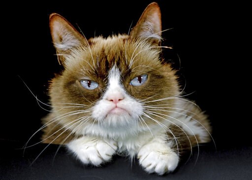 Grumpy Cat, who entertained millions online, dies at age 7