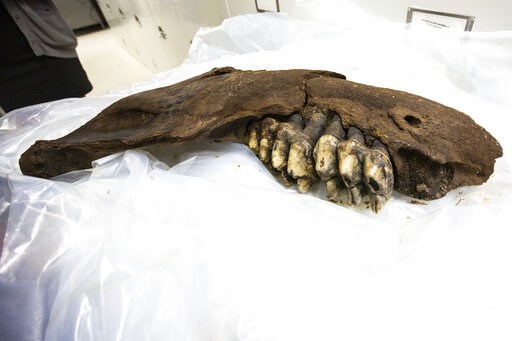 Teen finds prehistoric mastodon jaw in southern Iowa