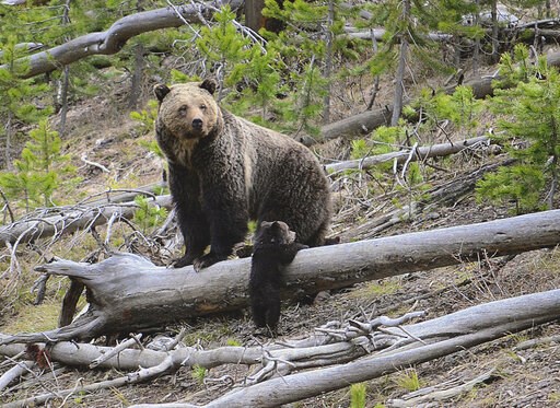 Grizzly bears push into lowland areas as legal fight drags