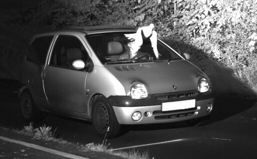 German police: "Guardian angel" pigeon protected speeder