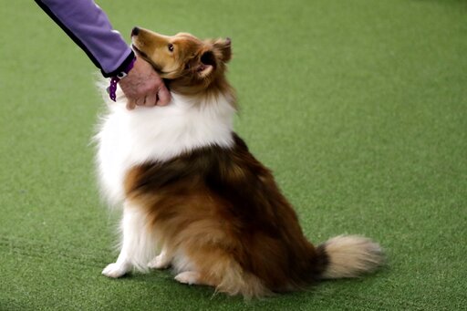 Stressed out? Your dog may feel it too, study suggests