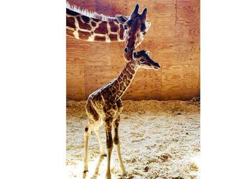 No more babies: April the Giraffe is going on birth control