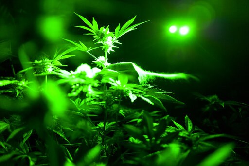 Medical pot laws no answer for US opioid deaths, study finds