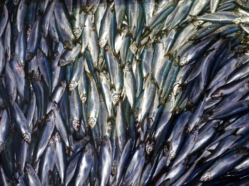 In hot water? Study says warming may reduce sea life by 17%